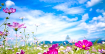 https://arquimedia.s3.amazonaws.com/27/formacion/21568-colorful-cosmos-flowers-2560x1600-flower-wallpaperjpg.jpg